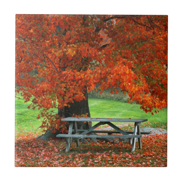 USA, New York, West Park. Bench Under Maple Tile (Front)