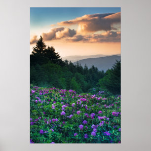 USA, North Carolina. Catawba rhododendrons Poster