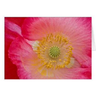 USA, North Carolina. Close-up of poppy interior
