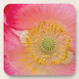 USA, North Carolina. Close-up of poppy interior Coaster
