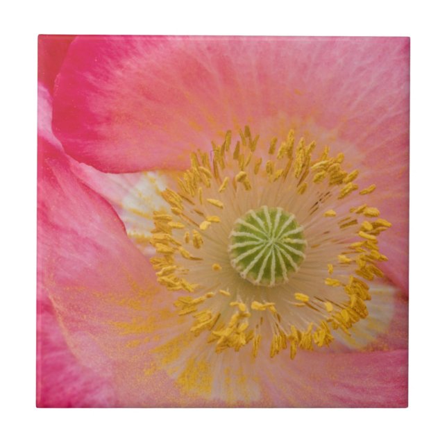 USA, North Carolina. Close-up of poppy interior Tile (Front)