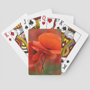 USA, North Carolina. Close-up of poppy Playing Cards