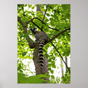 USA, North Carolina, Duke Lemur Centre Poster