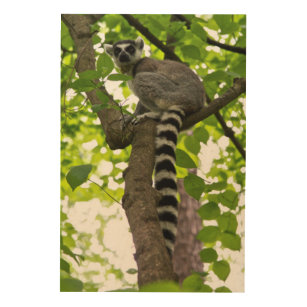 USA, North Carolina, Duke Lemur Centre Wood Wall Art