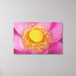 USA; North Carolina; Lotus blooming in the Canvas Print