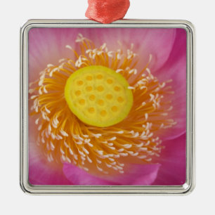 USA; North Carolina; Lotus blooming in the Metal Tree Decoration