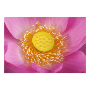 USA; North Carolina; Lotus blooming in the Photo Print