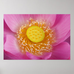 USA; North Carolina; Lotus blooming in the Poster