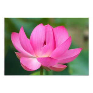 USA; North Carolina; Lotus blossom Photo Print