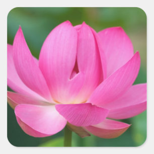 USA; North Carolina; Lotus blossom Square Sticker