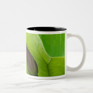 USA; North Carolina; Lotus leaf and bud Two-Tone Coffee Mug