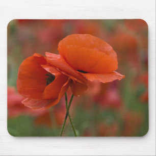USA, North Carolina. Two red poppies Mouse Mat