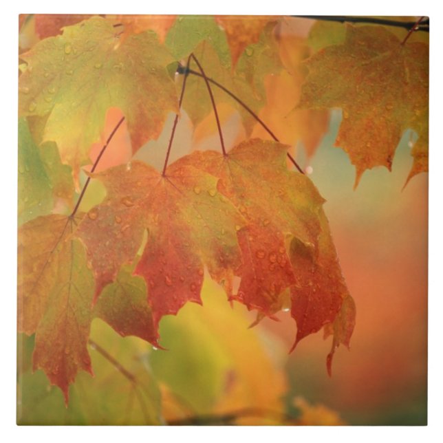 USA, Northeast, Maple Leaves in Rain. Credit as: Tile (Front)