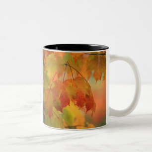 USA, Northeast, Maple Leaves in Rain. Credit as: Two-Tone Coffee Mug