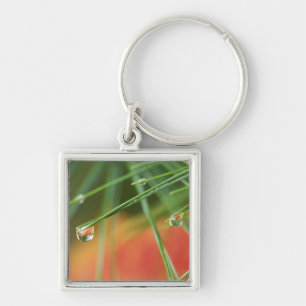 USA, Northeast, Pine tree needles with drops of Key Ring