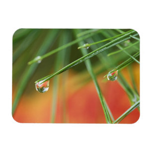 USA, Northeast, Pine tree needles with drops of Magnet