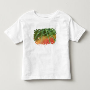 USA, Northeast, Pine tree needles with drops of Toddler T-Shirt