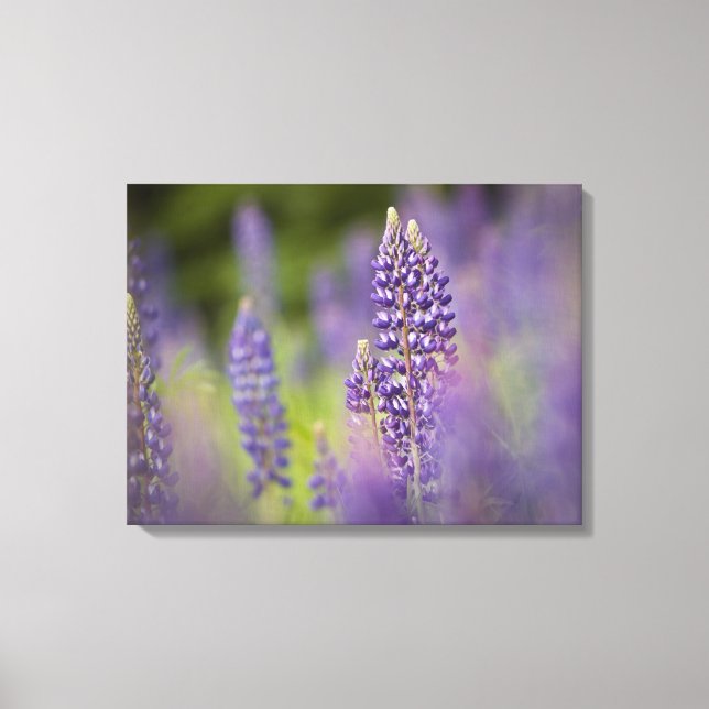 USA, Northeastern Minnesota, near Silver Bay, Canvas Print (Front)