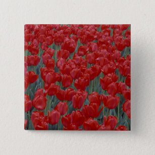 USA, Ohio, Cincinnati. Bed of red tulips 15 Cm Square Badge