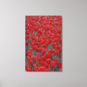 USA, Ohio, Cincinnati. Bed of red tulips Canvas Print
