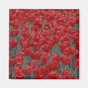 USA, Ohio, Cincinnati. Bed of red tulips Magnet