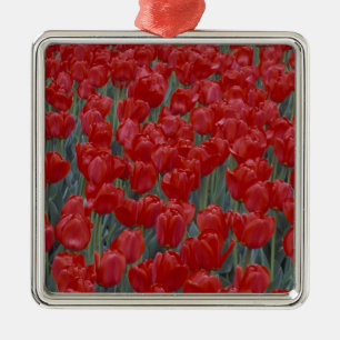 USA, Ohio, Cincinnati. Bed of red tulips Metal Tree Decoration