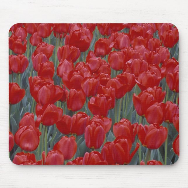 USA, Ohio, Cincinnati. Bed of red tulips Mouse Mat (Front)