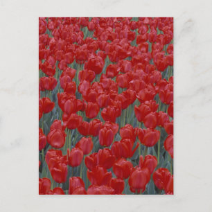 USA, Ohio, Cincinnati. Bed of red tulips Postcard