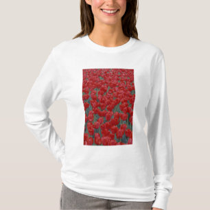 USA, Ohio, Cincinnati. Bed of red tulips T-Shirt