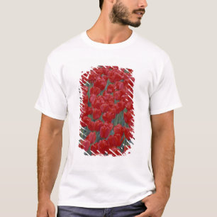 USA, Ohio, Cincinnati. Bed of red tulips T-Shirt