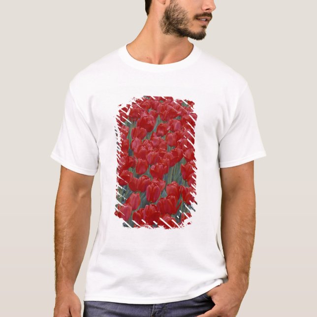 USA, Ohio, Cincinnati. Bed of red tulips T-Shirt (Front)