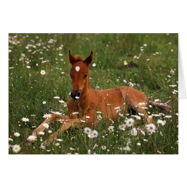 USA, Oregon, Arabian Pony. (Front Horizontal)