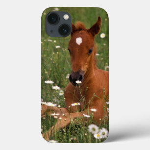 USA, Oregon, Arabian Pony. iPhone 13 Case