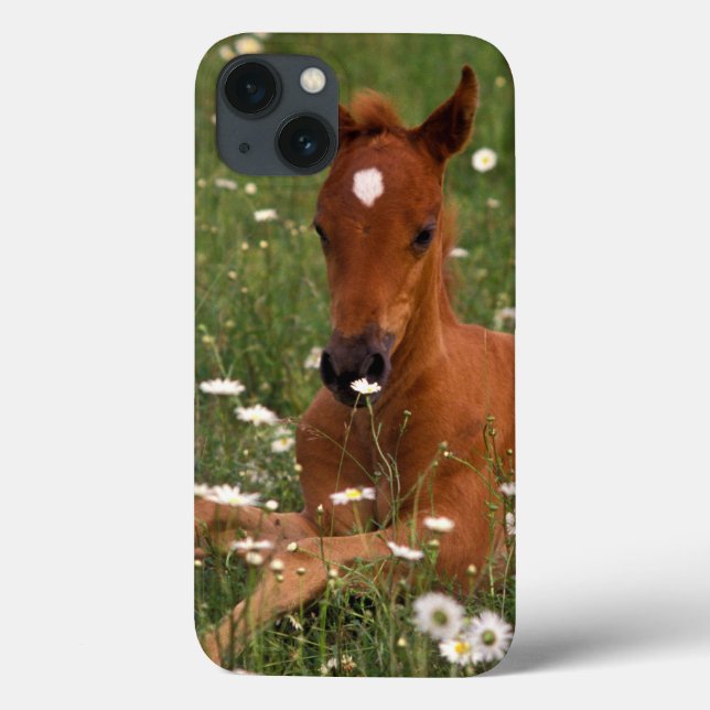 USA, Oregon, Arabian Pony. Case-Mate iPhone Case (Back)