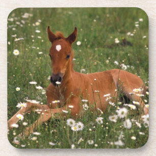 USA, Oregon, Arabian Pony. Coaster