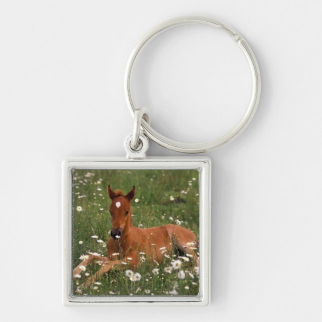 USA, Oregon, Arabian Pony. Key Ring (Front)