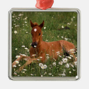 USA, Oregon, Arabian Pony. Metal Tree Decoration