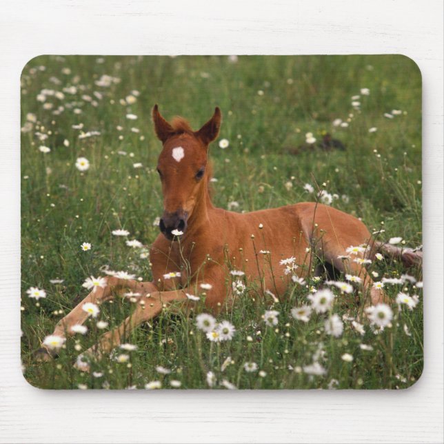 USA, Oregon, Arabian Pony. Mouse Mat (Front)