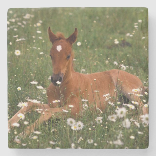USA, Oregon, Arabian Pony. Stone Coaster (Front)