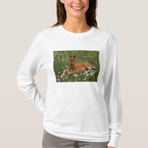 USA, Oregon, Arabian Pony. T-Shirt