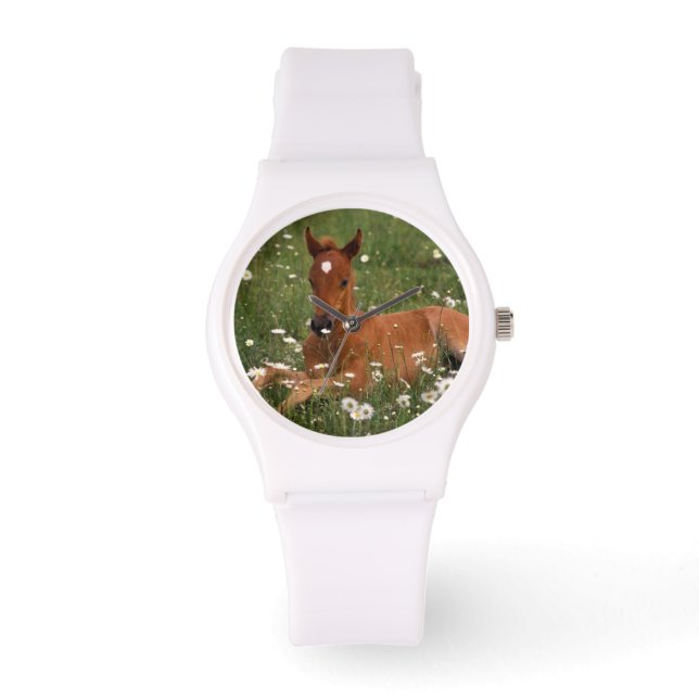 USA, Oregon, Arabian Pony. Watch (Front)