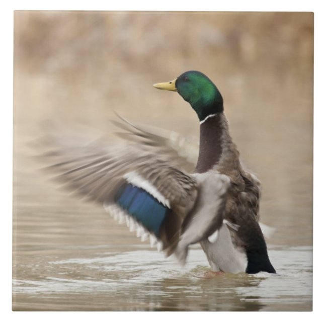 USA, Oregon, Baskett Slough National Wildlife Tile (Front)