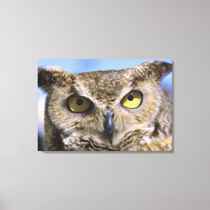 USA, Oregon, Bend. Great Horned Owls are common Canvas Print