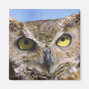USA, Oregon, Bend. Great Horned Owls are common Magnet