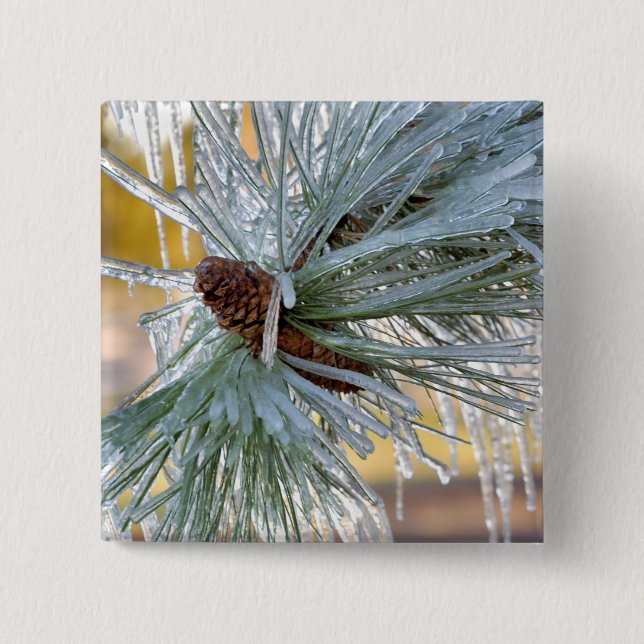 USA, Oregon, Bend. Ponderosa pine needles are 15 Cm Square Badge (Front)