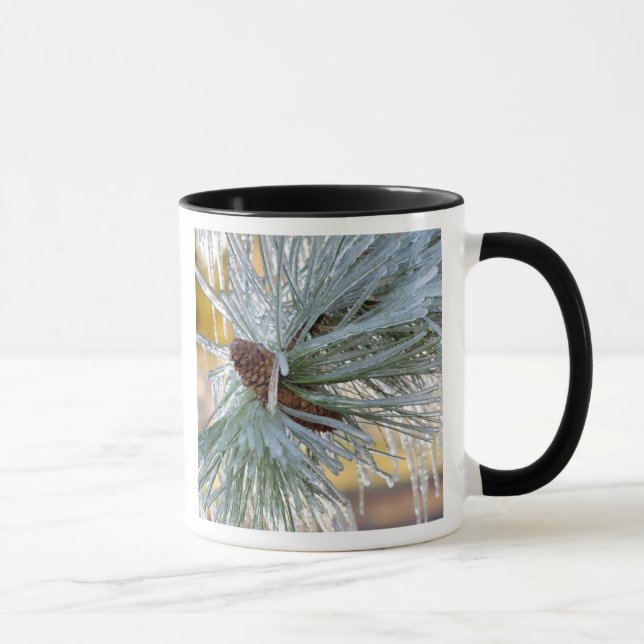 USA, Oregon, Bend. Ponderosa pine needles are Mug (Right)