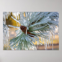 USA, Oregon, Bend. Ponderosa pine needles are