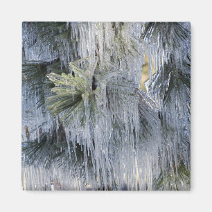 USA, Oregon, Bend. The ice on Ponderosa pine Magnet