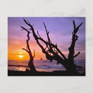 USA, Oregon, Cape Meares. Sunset Postcard