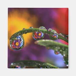 USA, Oregon, Close-up abstract of purple Magnet